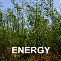 Short-rotation coppice willow on waste ground can be a good source of bio-fuel. Image authorisation: http://www.managenergy.net/disclaimer.html#copyright Growing short rotation willow on waste ground is a good source of bio-fuel.